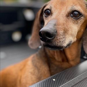 Meet your Posher, Ashley